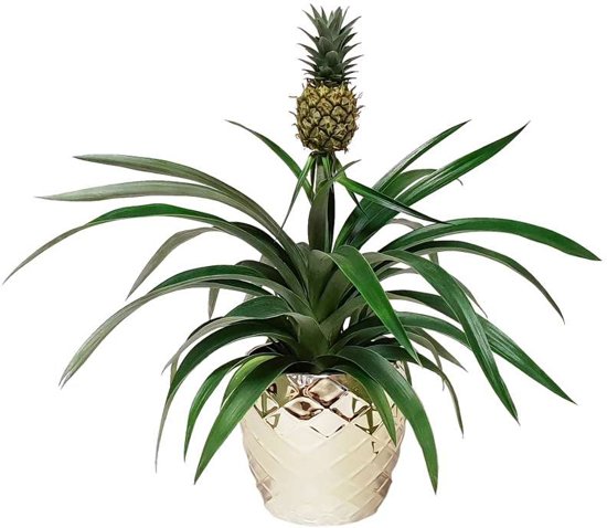 Helpt een ananasplant tegen snurken? - voor en Apneu